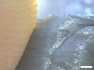 insane-3d-printing-resolution-ultimaker-under-the-micro